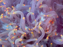 Load image into Gallery viewer, Catalaphyllia jardinei “Orange Tip” – WYSIWYG - freakincorals.com