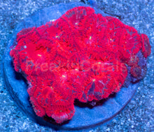 Carregar imagem no visualizador da galeria, Blastomussa wellsi “Red Black Stripe” – WYSIWYG - freakincorals.com