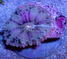 Load image into Gallery viewer, Ricordea yuma “Super Bubble XXL Purple” – WYSIWYG - freakincorals.com