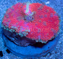 Load image into Gallery viewer, Ricordea yuma “Super Bubble XXL Red” – WYSIWYG - freakincorals.com