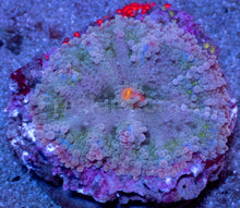 Load image into Gallery viewer, Ricordea yuma “Super Bubble XXL” – WYSIWYG - freakincorals.com