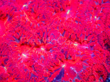 Carregar imagem no visualizador da galeria, Blastomussa wellsi “Red Black Stripe” – WYSIWYG - freakincorals.com