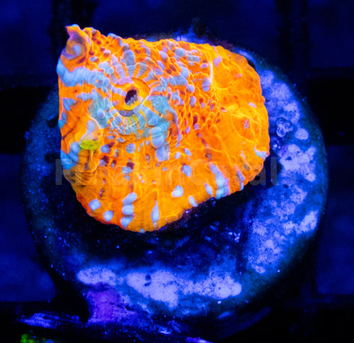 FK Ktar Orenji Chalice Size S (Collector Coral - FreakinCorals HomeGrown)