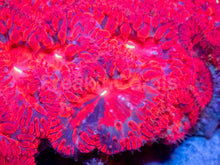 Carregar imagem no visualizador da galeria, Blastomussa wellsi “Red Black Stripe” – WYSIWYG - freakincorals.com