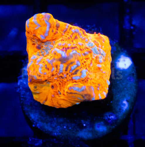 FK Ktar Orenji Chalice Size S (Collector Coral - FreakinCorals HomeGrown)