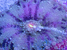 Load image into Gallery viewer, Ricordea yuma “Super Bubble XXL Purple” – WYSIWYG - freakincorals.com