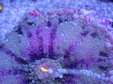 Load image into Gallery viewer, Ricordea yuma “Super Bubble XXL Purple” – WYSIWYG - freakincorals.com