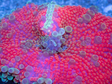 Load image into Gallery viewer, Ricordea yuma “Super Bubble XXL Red” – WYSIWYG - freakincorals.com