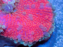 Load image into Gallery viewer, Ricordea yuma “Super Bubble XXL Red” – WYSIWYG - freakincorals.com