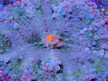 Load image into Gallery viewer, Ricordea yuma “Super Bubble XXL” – WYSIWYG - freakincorals.com