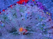 Load image into Gallery viewer, Ricordea yuma “Super Bubble XXL” – WYSIWYG - freakincorals.com