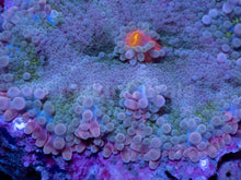 Load image into Gallery viewer, Ricordea yuma “Super Bubble XXL” – WYSIWYG - freakincorals.com