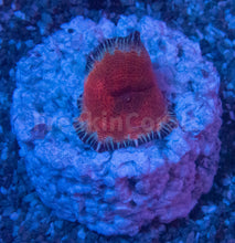Load image into Gallery viewer, FK Toxiplasma Discosoma (Collector Coral - FreakinCorals Exclusive) FIRST REALEASE WORLDWIDE