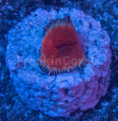 FK Toxiplasma Discosoma (Collector Coral - FreakinCorals Exclusive) FIRST REALEASE WORLDWIDE