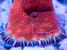 Carregar imagem no visualizador da galeria, FK Toxiplasma Discosoma (Collector Coral - FreakinCorals Exclusive) FIRST REALEASE WORLDWIDE