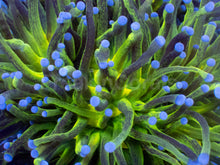 Load image into Gallery viewer, Euphyllia glabrescens “Glitter Green” – Cut-to-Order Frags - freakincorals.com