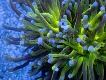 Load image into Gallery viewer, Euphyllia glabrescens “Glitter Green” – Cut-to-Order Frags - freakincorals.com