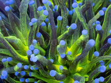 Load image into Gallery viewer, Euphyllia glabrescens “Glitter Green” – Cut-to-Order Frags - freakincorals.com