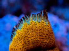 Carregar imagem no visualizador da galeria, FK Toxiplasma Discosoma (Collector Coral - FreakinCorals Exclusive) FIRST REALEASE WORLDWIDE