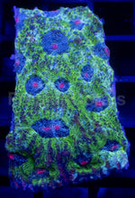 Carregar imagem no visualizador da galeria, Echinophyllia “Glitter Green” Chalice – WYSIWYG - freakincorals.com