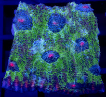 Carregar imagem no visualizador da galeria, Echinophyllia “Glitter Green” Chalice – WYSIWYG - freakincorals.com