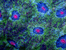 Carregar imagem no visualizador da galeria, Echinophyllia “Glitter Green” Chalice – WYSIWYG - freakincorals.com