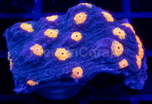 Load image into Gallery viewer, Jason Fox “Yellow Bandit” Chalice – WYSIWYG / Signature Coral - freakincorals.com