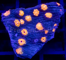 Load image into Gallery viewer, Jason Fox “Yellow Bandit” Chalice – WYSIWYG / Signature Coral - freakincorals.com