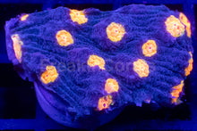 Load image into Gallery viewer, Jason Fox “Yellow Bandit” Chalice – WYSIWYG / Signature Coral - freakincorals.com