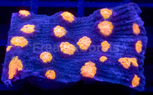 Load image into Gallery viewer, Jason Fox “Yellow Bandit” Chalice – WYSIWYG / Signature Coral - freakincorals.com