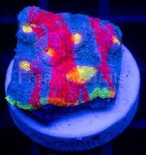 Load image into Gallery viewer, Echinophyllia “Bugatti” Chalice – WYSIWYG / Signature Coral - freakincorals.com