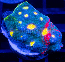 Load image into Gallery viewer, Echinophyllia “Bugatti” Chalice – WYSIWYG / Signature Coral - freakincorals.com