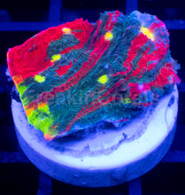 Load image into Gallery viewer, Echinophyllia “Bugatti” Chalice – WYSIWYG / Signature Coral - freakincorals.com