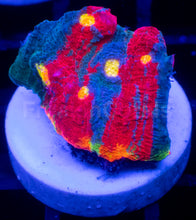Load image into Gallery viewer, Echinophyllia “Bugatti” Chalice – WYSIWYG / Signature Coral - freakincorals.com