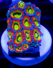 Load image into Gallery viewer, Micromussa “Holy Grail” – Cut-to-Order Frags - freakincorals.com