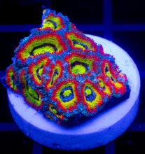 Load image into Gallery viewer, Micromussa “Holy Grail” – Cut-to-Order Frags - freakincorals.com