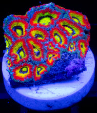 Load image into Gallery viewer, Micromussa “Holy Grail” – Cut-to-Order Frags - freakincorals.com