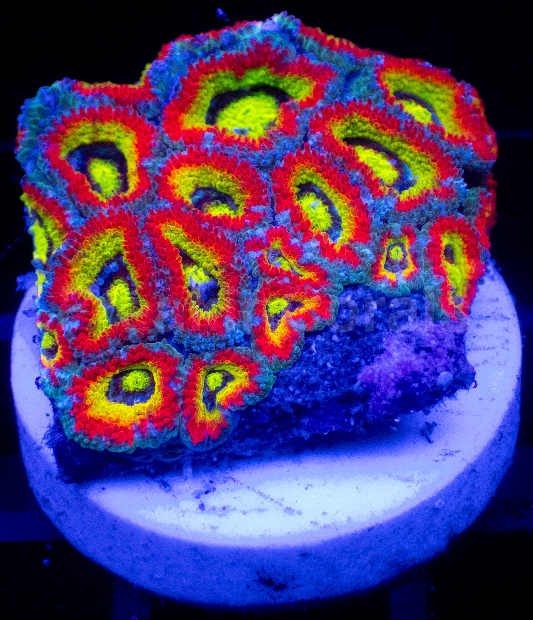 New Corals – freakincorals.com