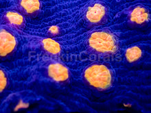 Load image into Gallery viewer, Jason Fox “Yellow Bandit” Chalice – WYSIWYG / Signature Coral - freakincorals.com