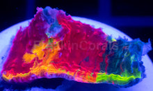 Load image into Gallery viewer, Echinophyllia “Bugatti” Chalice – WYSIWYG / Signature Coral - freakincorals.com