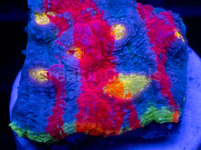 Load image into Gallery viewer, Echinophyllia “Bugatti” Chalice – WYSIWYG / Signature Coral - freakincorals.com