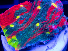 Load image into Gallery viewer, Echinophyllia “Bugatti” Chalice – WYSIWYG / Signature Coral - freakincorals.com