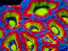 Load image into Gallery viewer, Micromussa “Holy Grail” – Cut-to-Order Frags - freakincorals.com