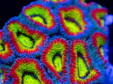 Load image into Gallery viewer, Micromussa “Holy Grail” – Cut-to-Order Frags - freakincorals.com
