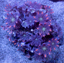 Load image into Gallery viewer, Clavularia “Papaya” – Mini Colony - freakincorals.com