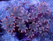 Load image into Gallery viewer, Clavularia “Papaya” – Mini Colony