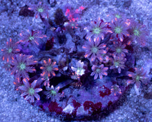 Load image into Gallery viewer, Clavularia “Papaya” – Mini Colony - freakincorals.com