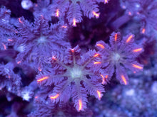 Load image into Gallery viewer, Clavularia “Papaya” – Mini Colony - freakincorals.com