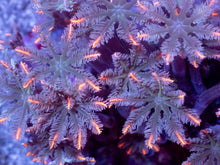Load image into Gallery viewer, Clavularia “Papaya” – Mini Colony