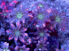 Load image into Gallery viewer, Clavularia “Papaya” – Mini Colony - freakincorals.com